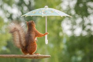 Рекомендации для покупки хорошего зонта