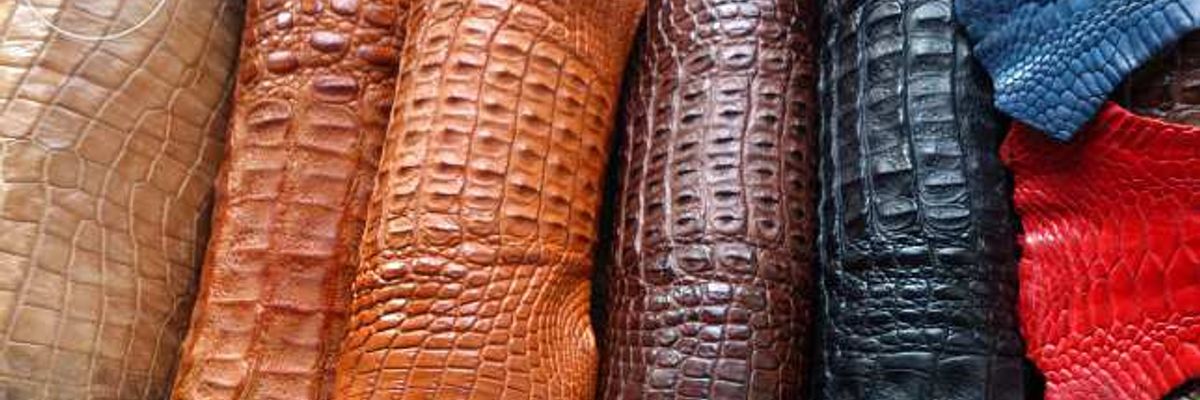 Необычный женский кошелек из натуральной кожи крокодила